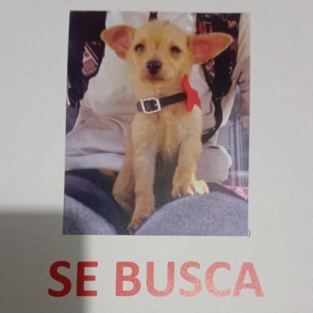 Perro Bengi
