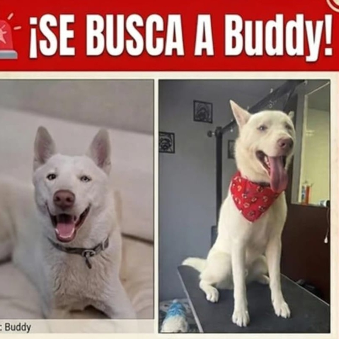 Perro Buddy