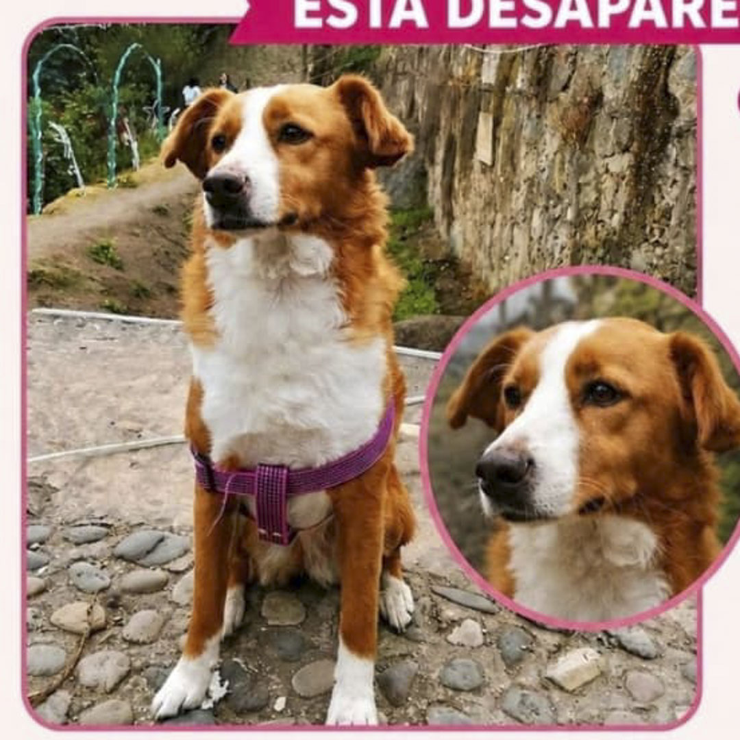 Perro Candy