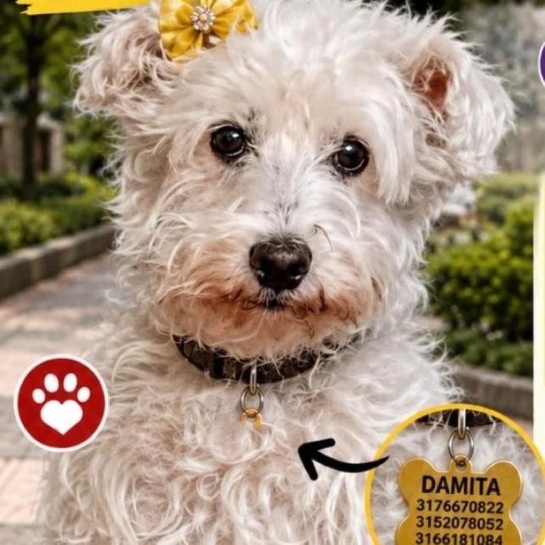 Perro Dinamita
