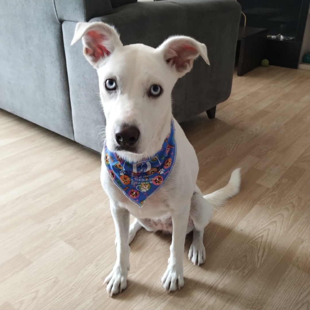 Perro Lulú
