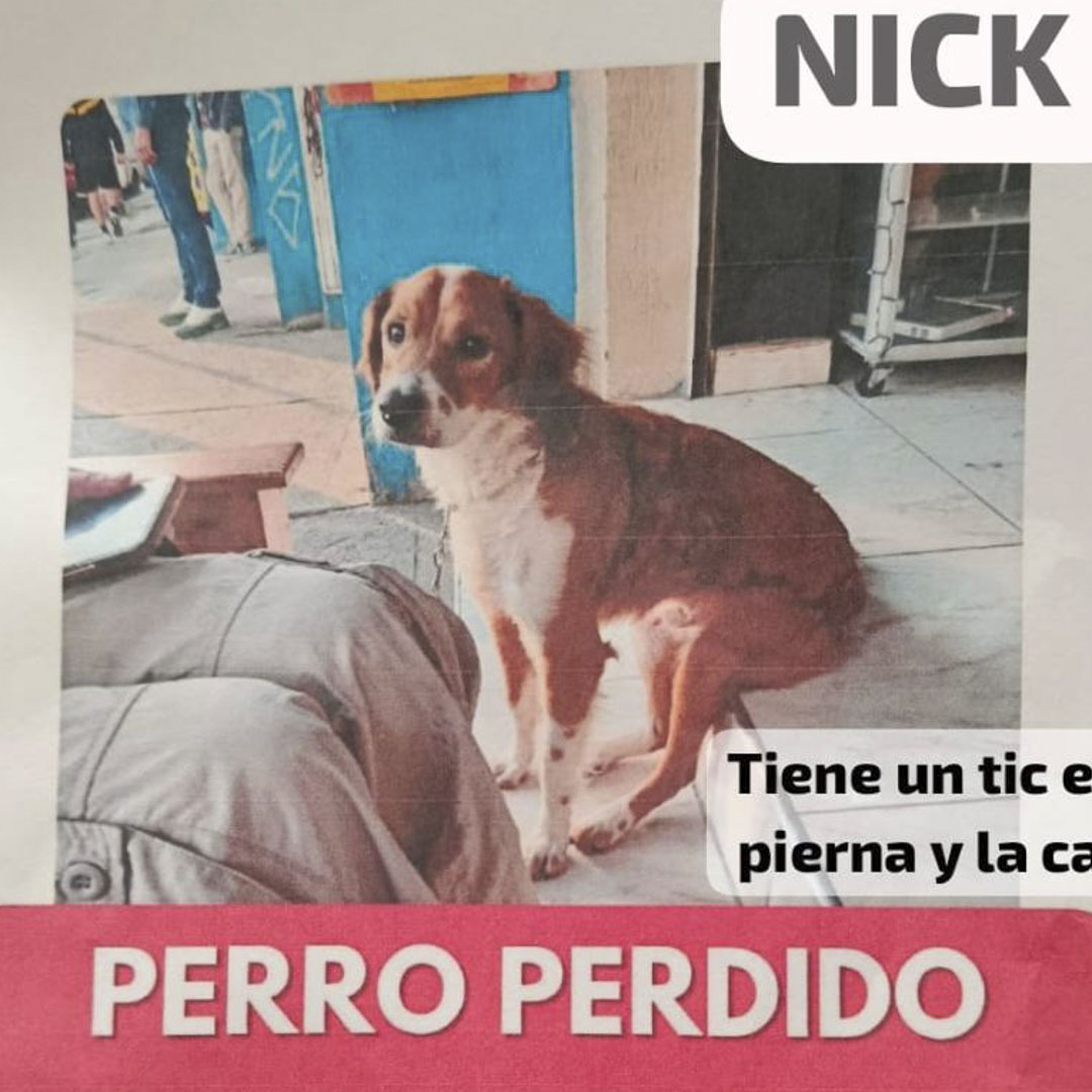 Perro Nick