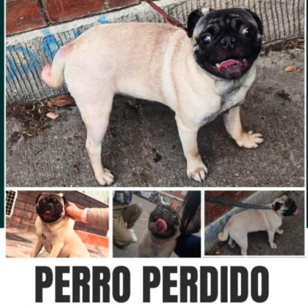 Perro NN