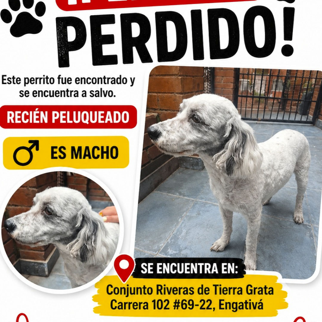 Perro NN