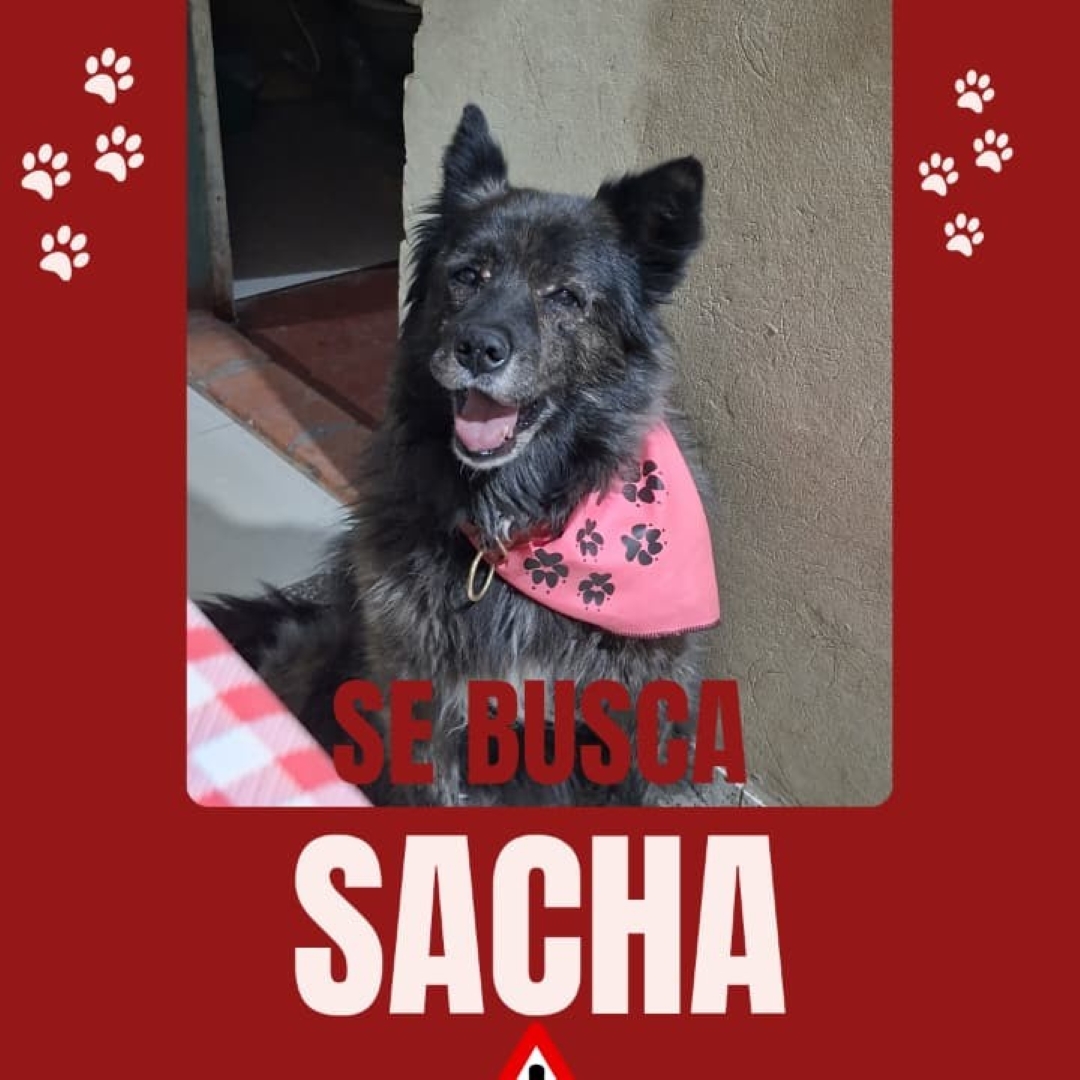 Perro Sacha