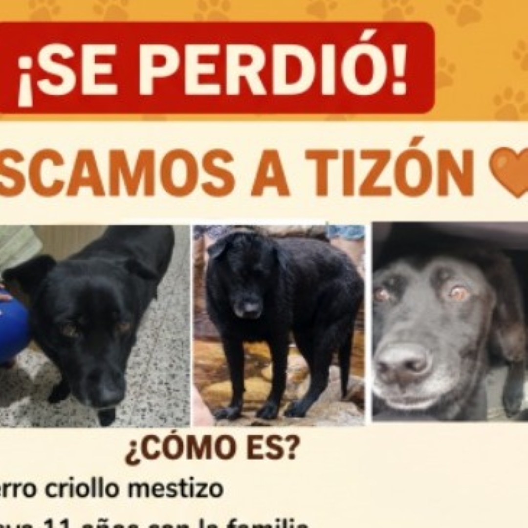 Perro Tizón