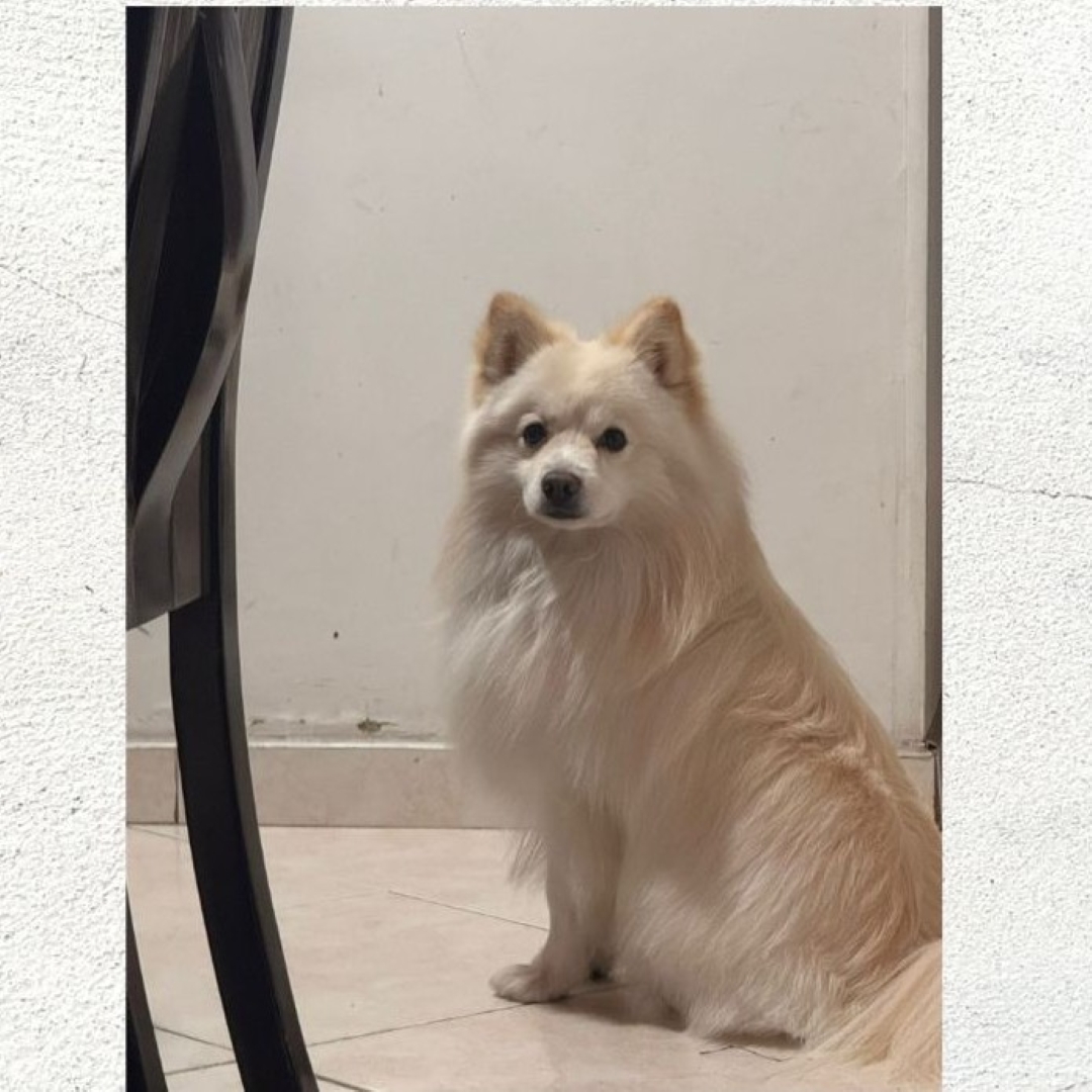 Perro Zambi