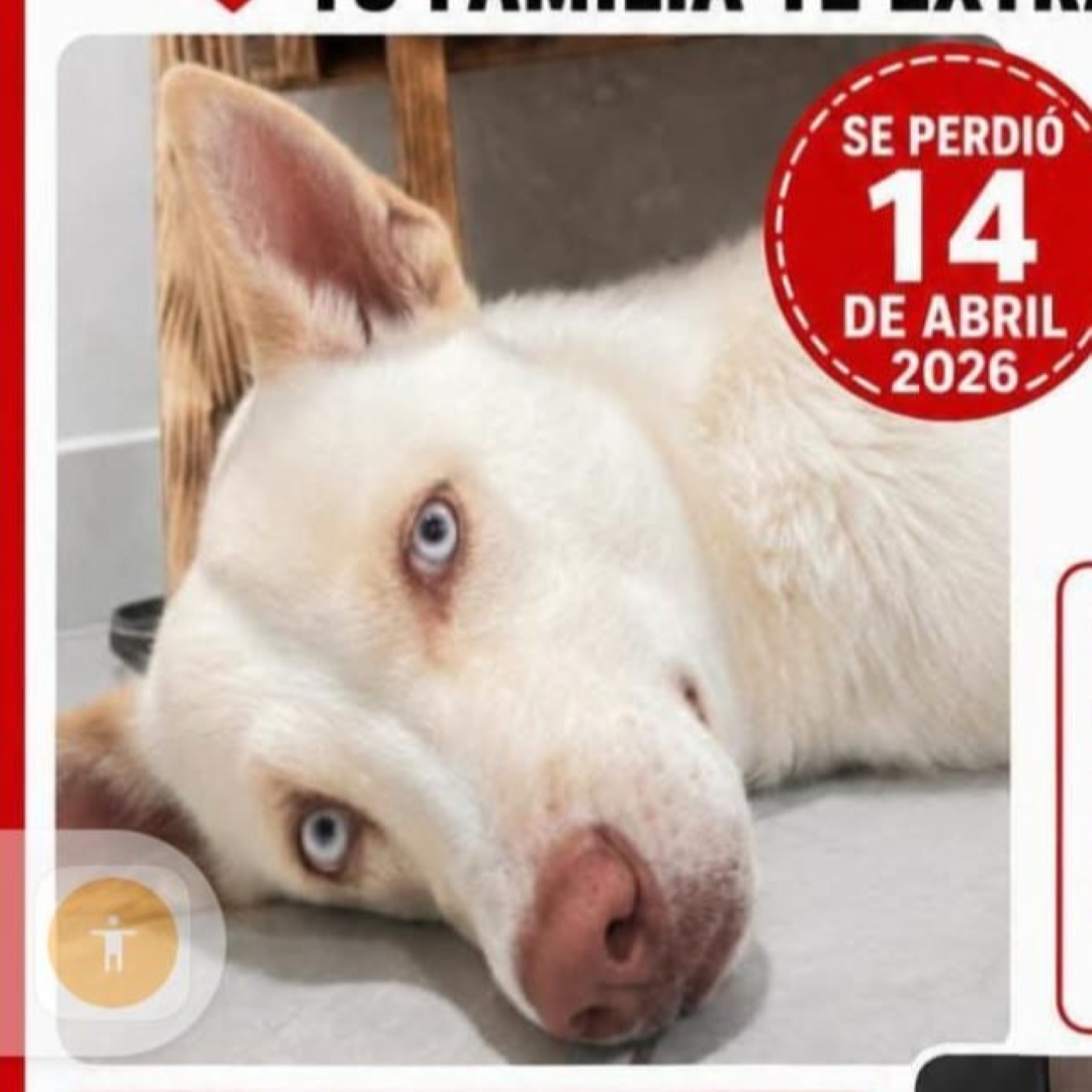 Perro Zeus