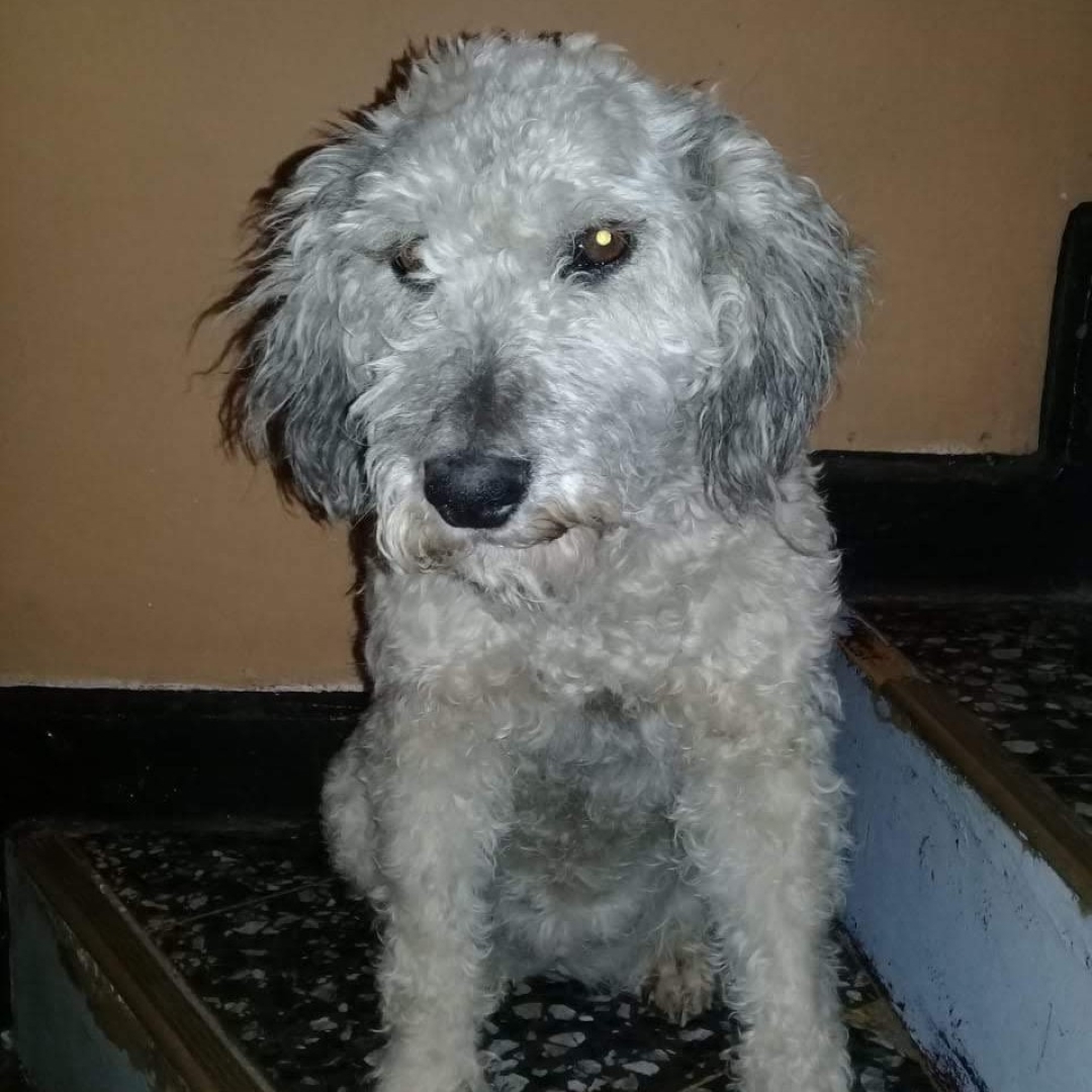 Perro Candy