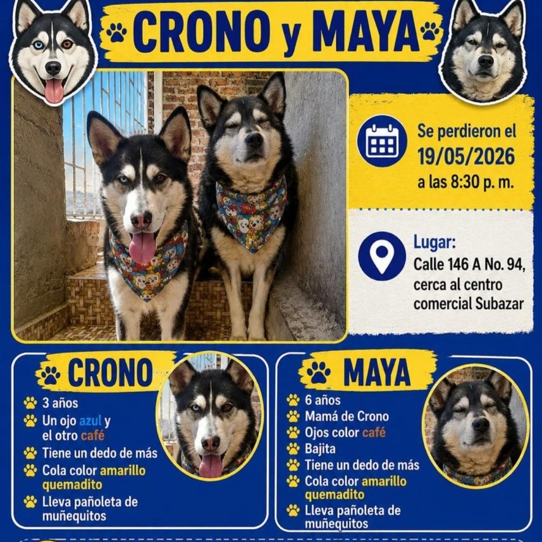 Perros Crono y Maya