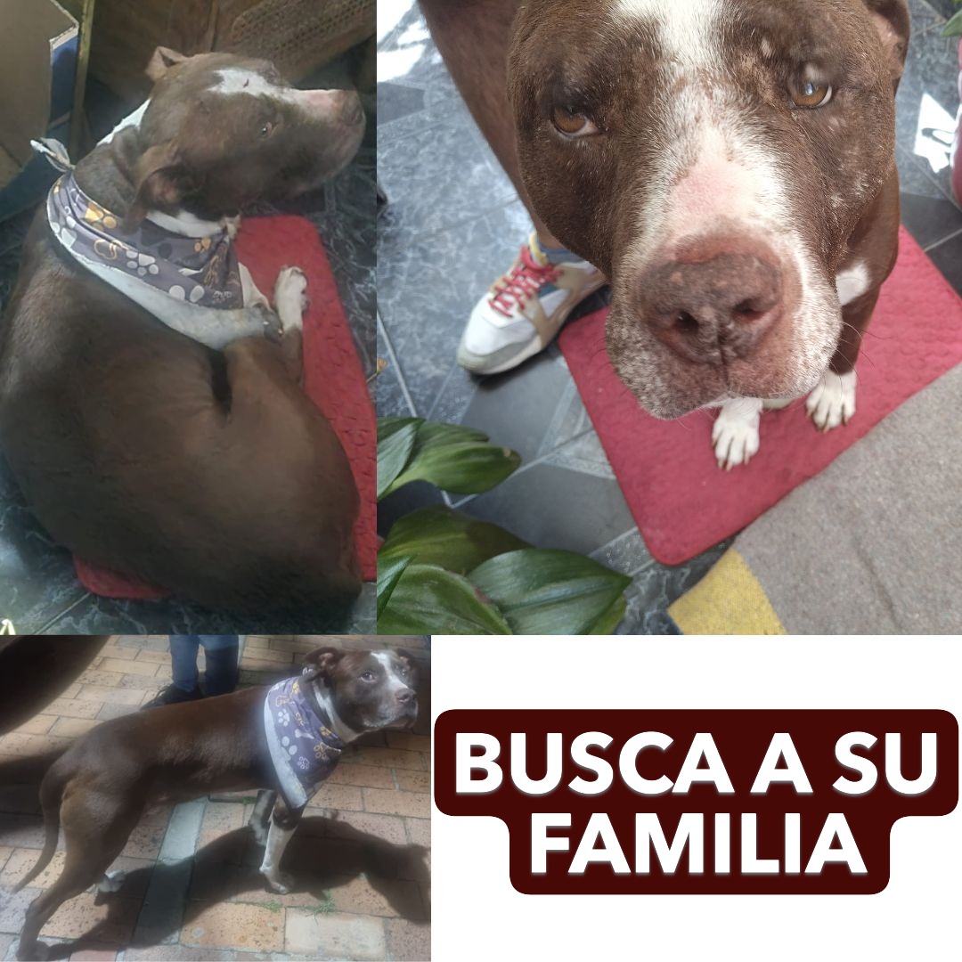 Perro NN