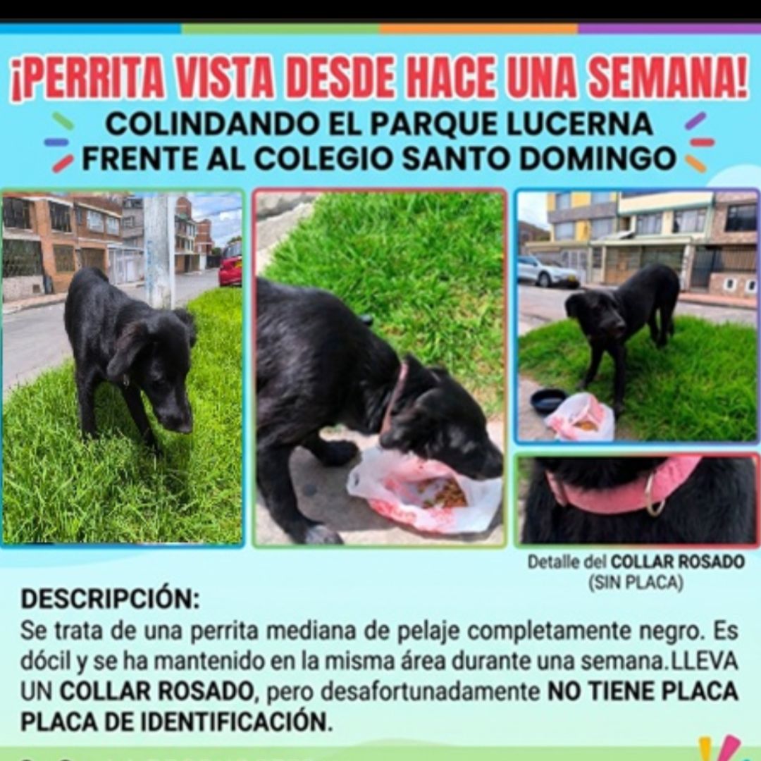 Perro NN