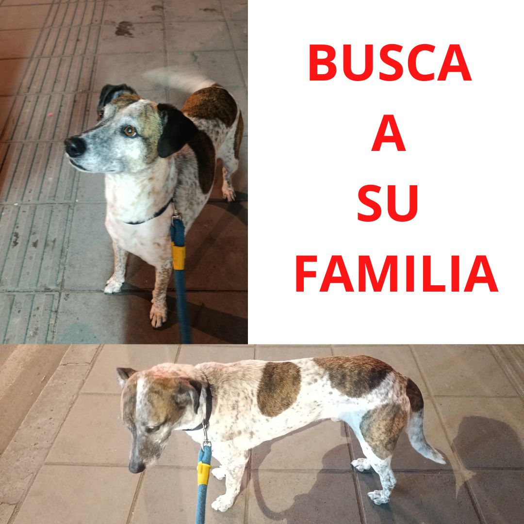 Perro NN