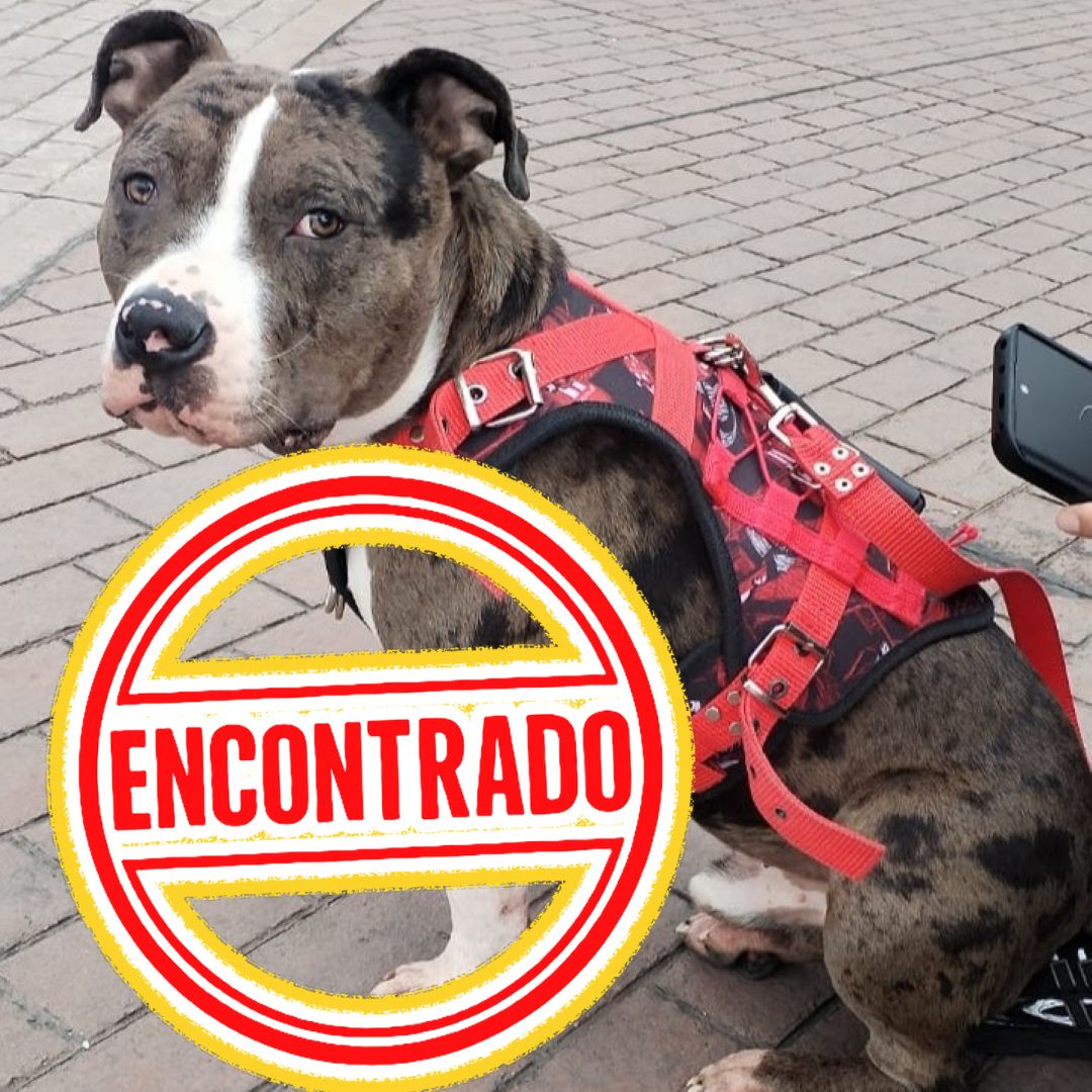 Perro Oreo