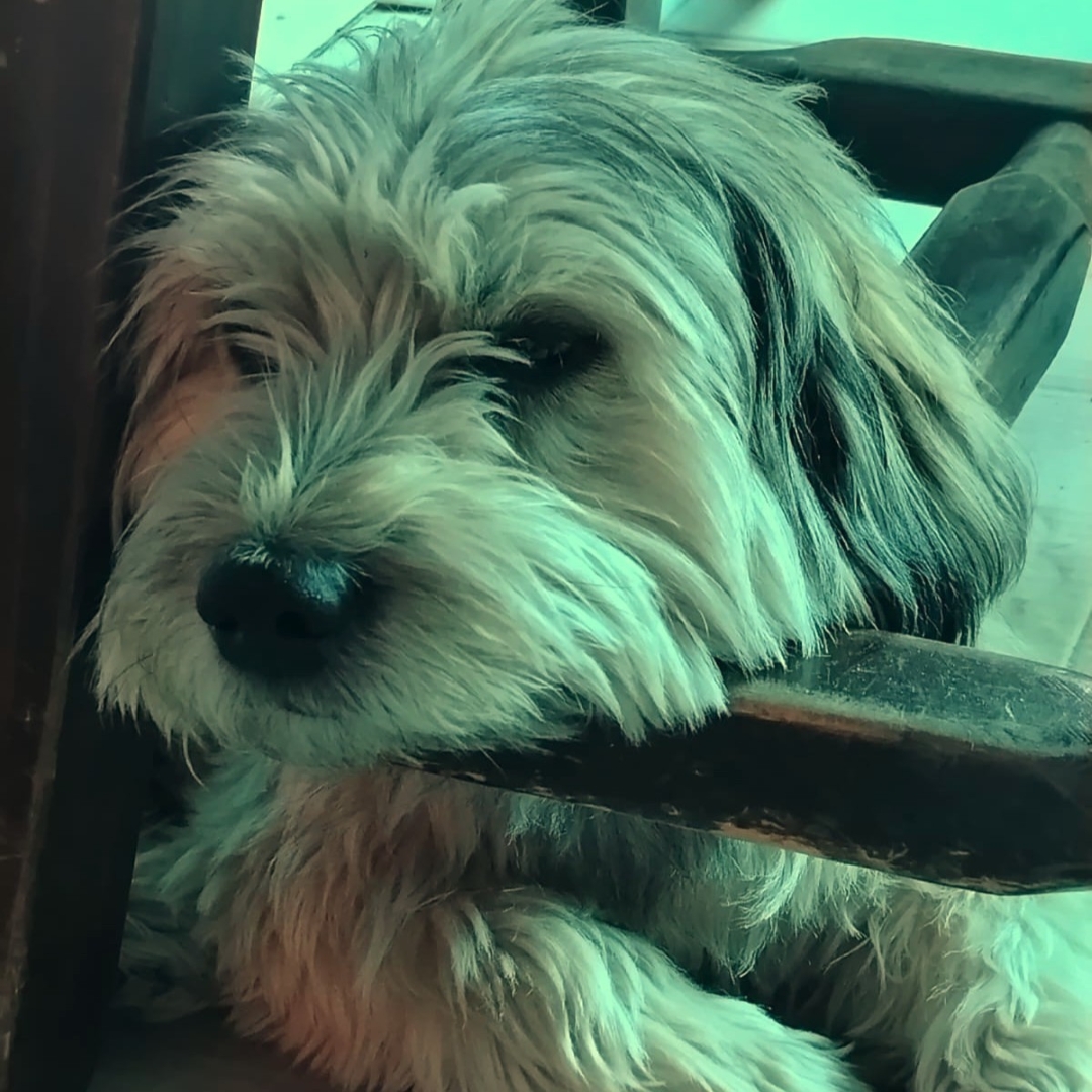 Enzo