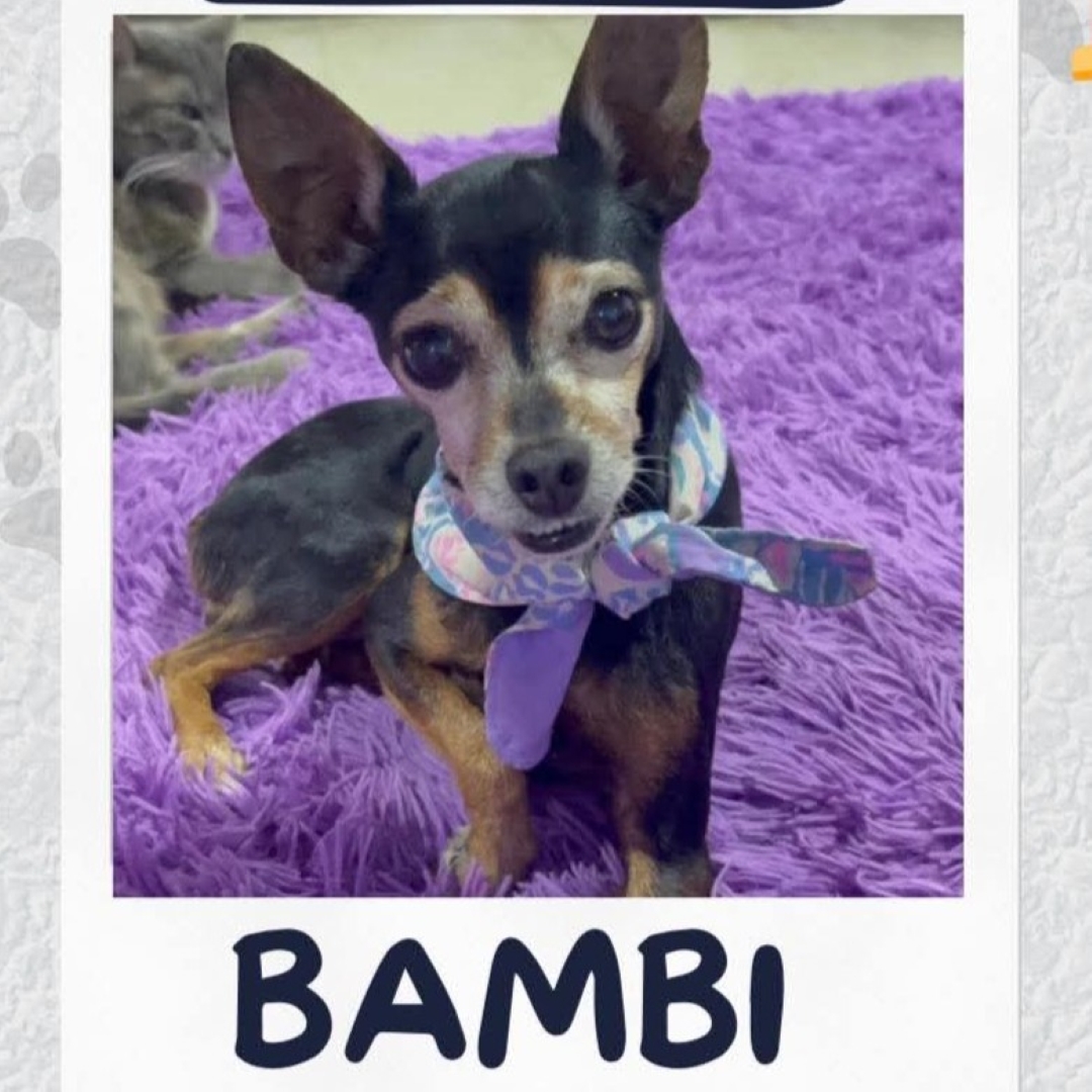 Bambi