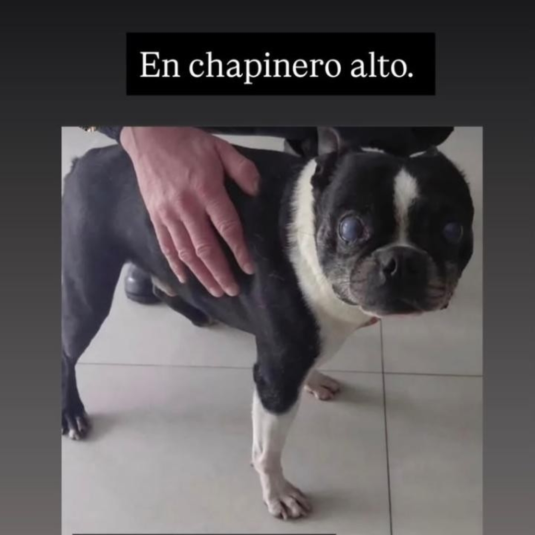 Torito