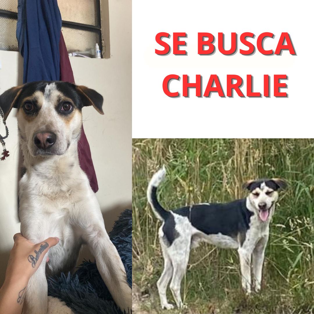 Charlie
