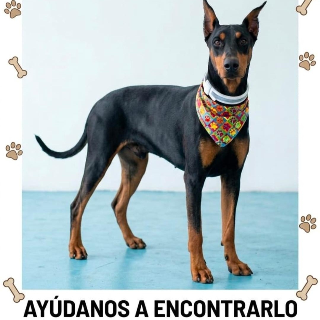Doberman
