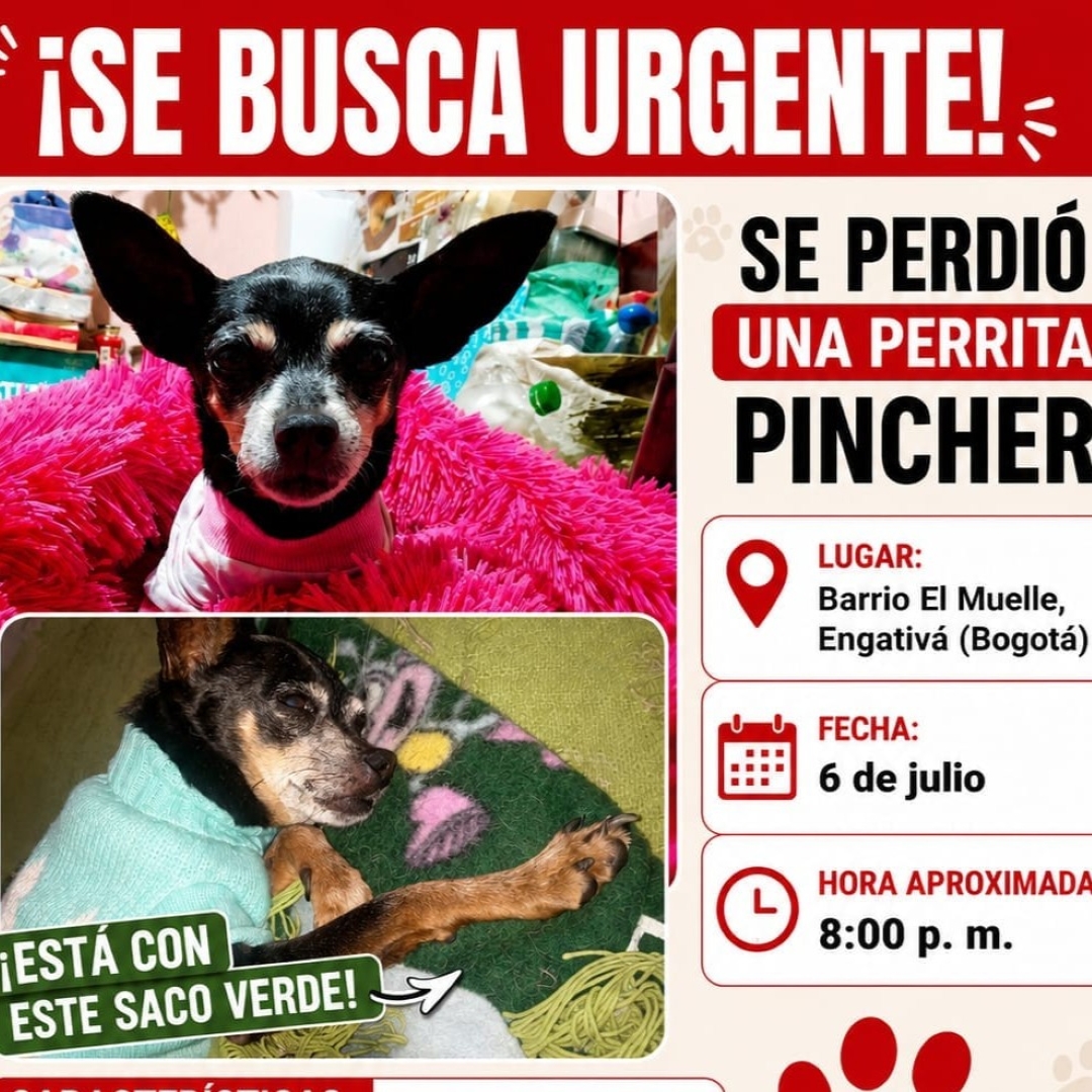 Pinscher