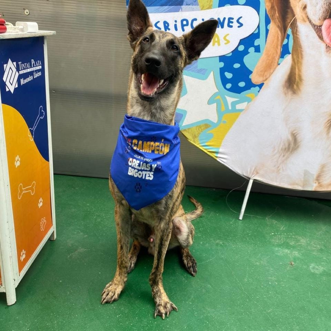 Perro Apolo