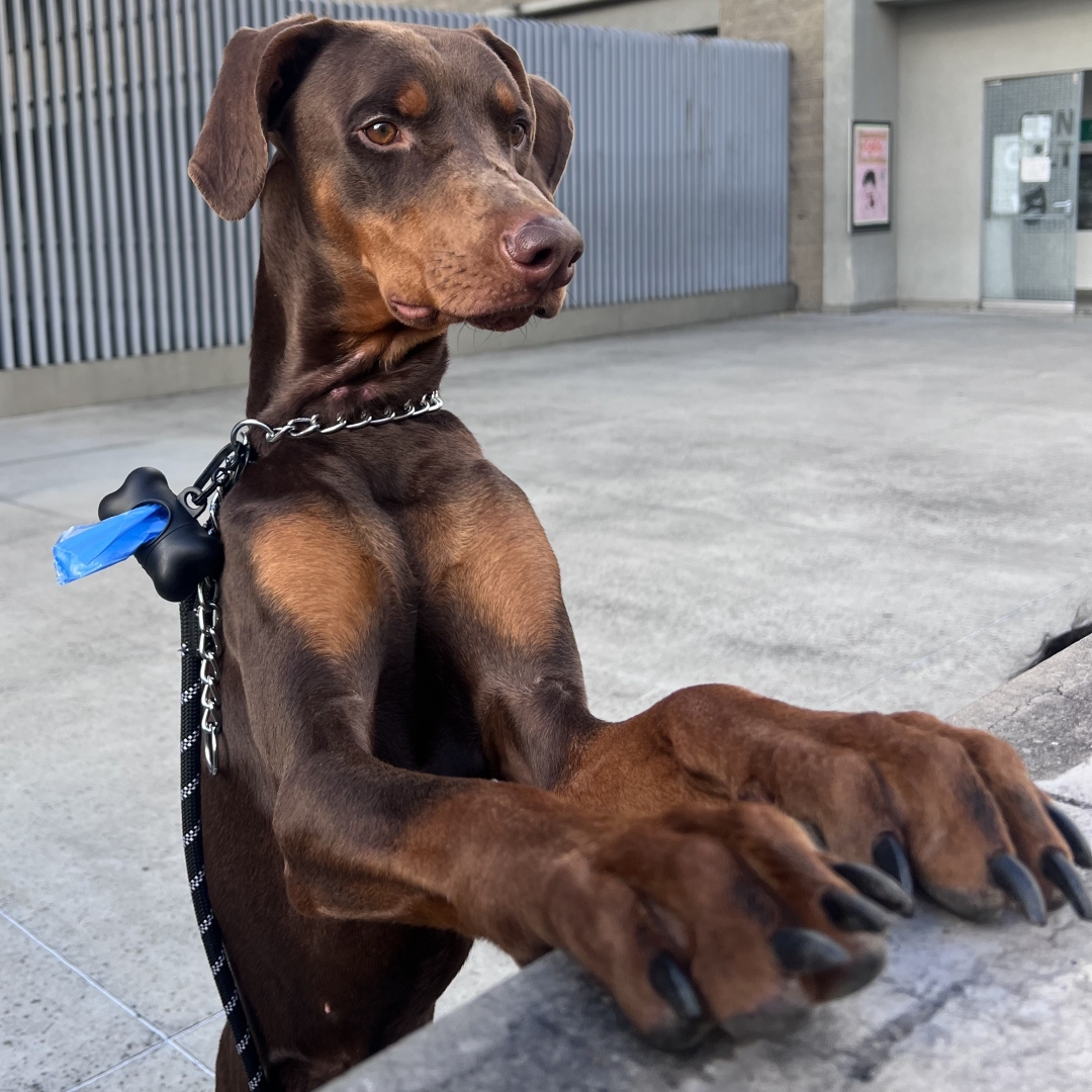 Perro Canelo