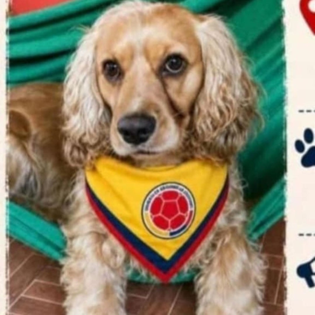 Perro Coco