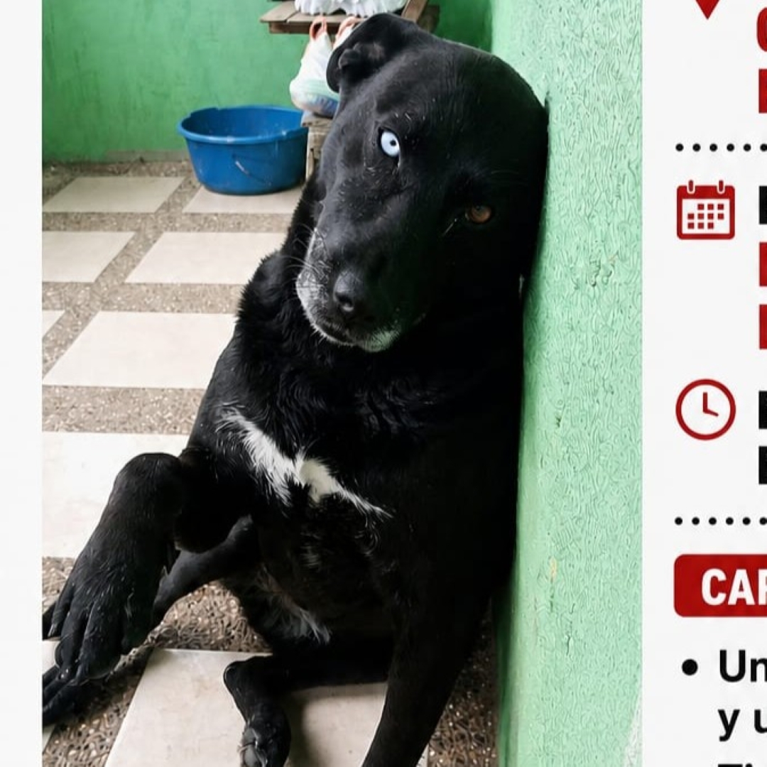 Perro Luna
