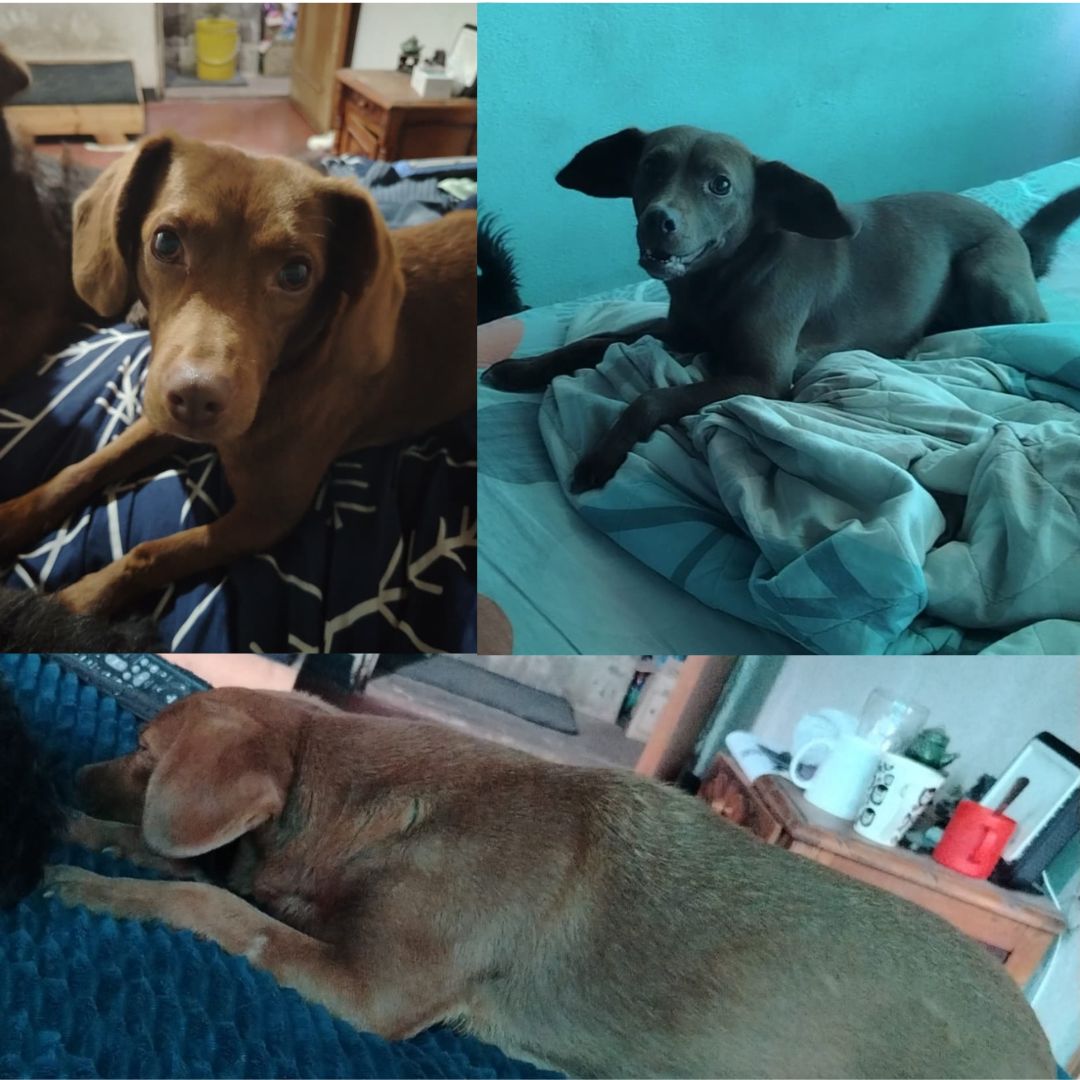 Perro Maggie