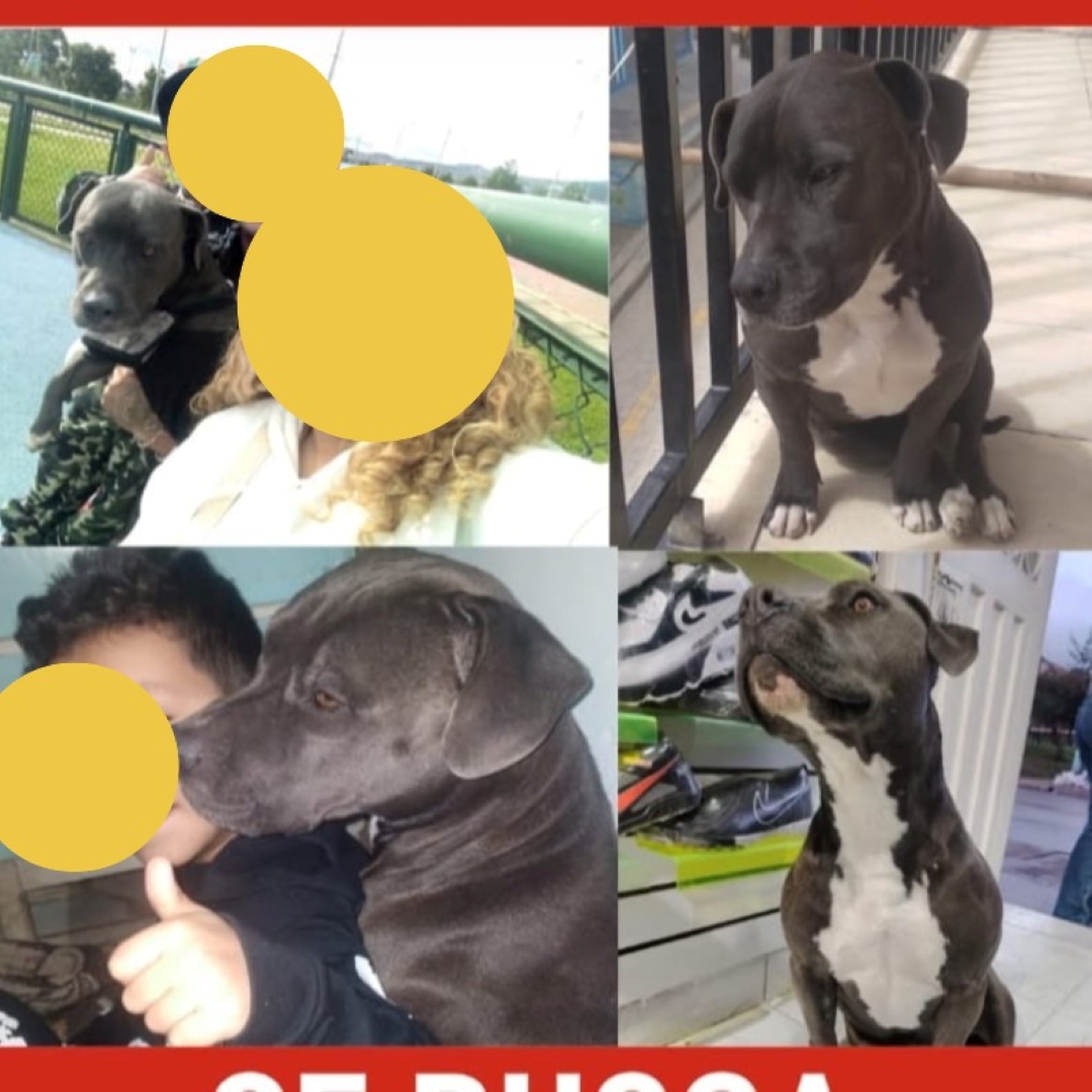 Perro Niña