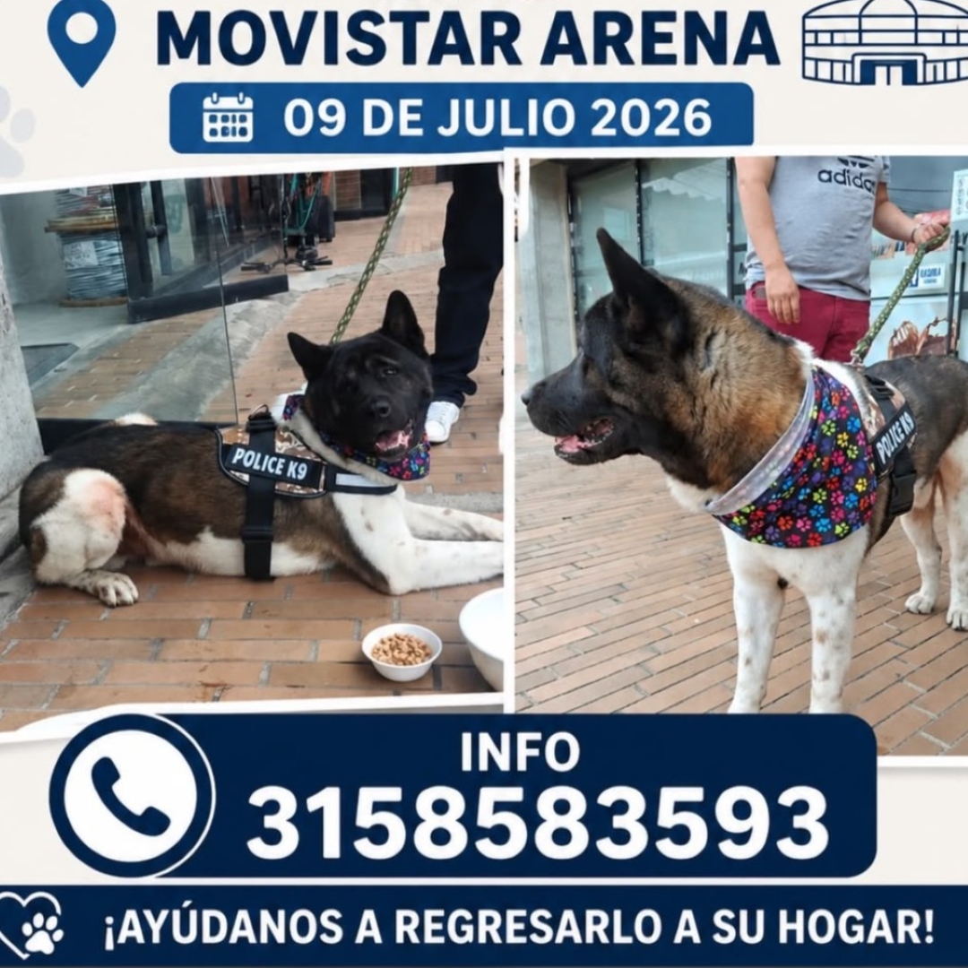 Perro NN