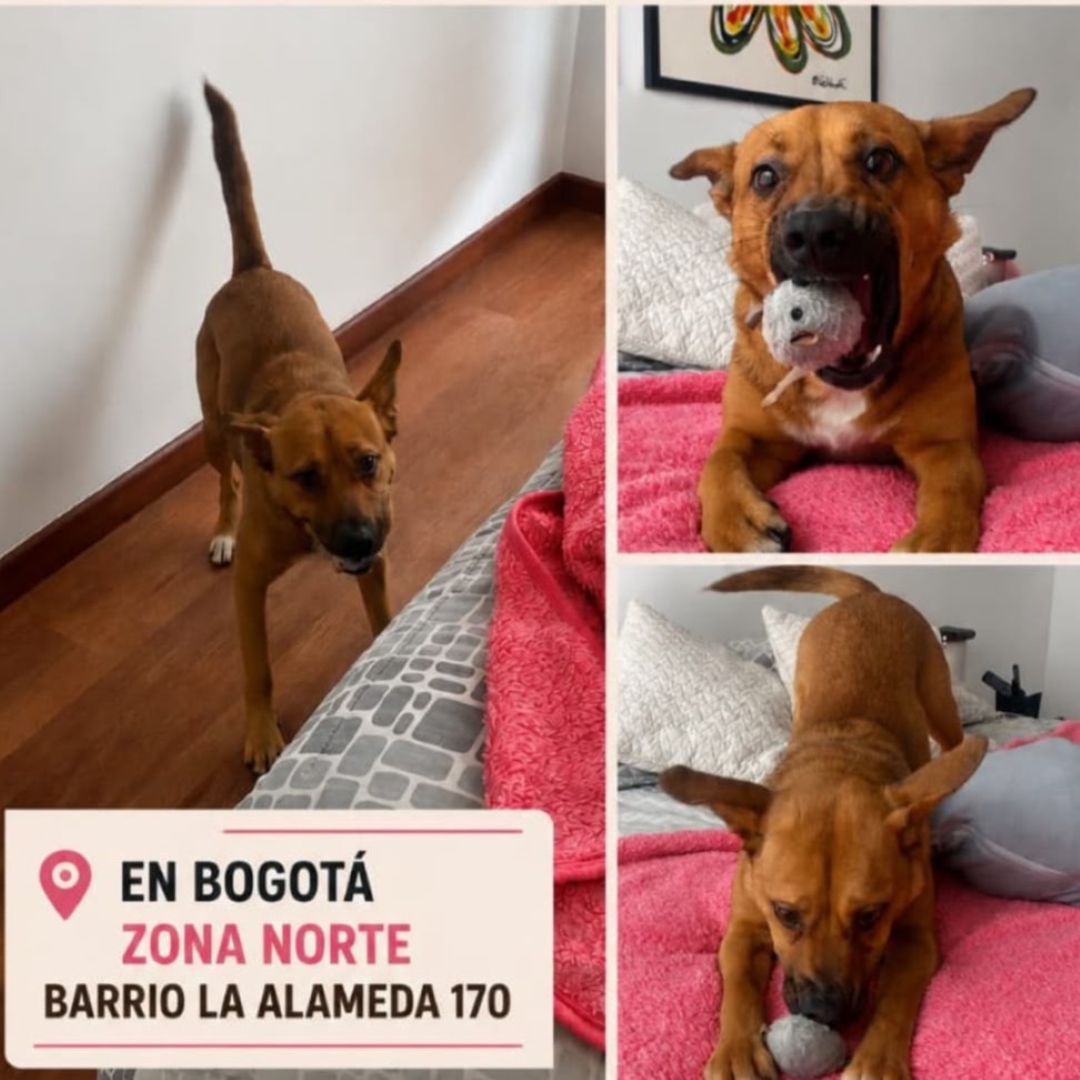 Perro NN