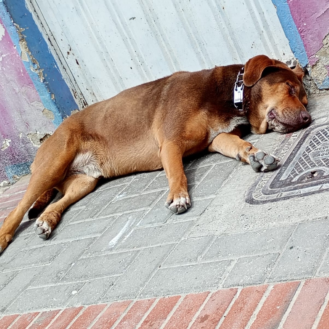 Perro NN