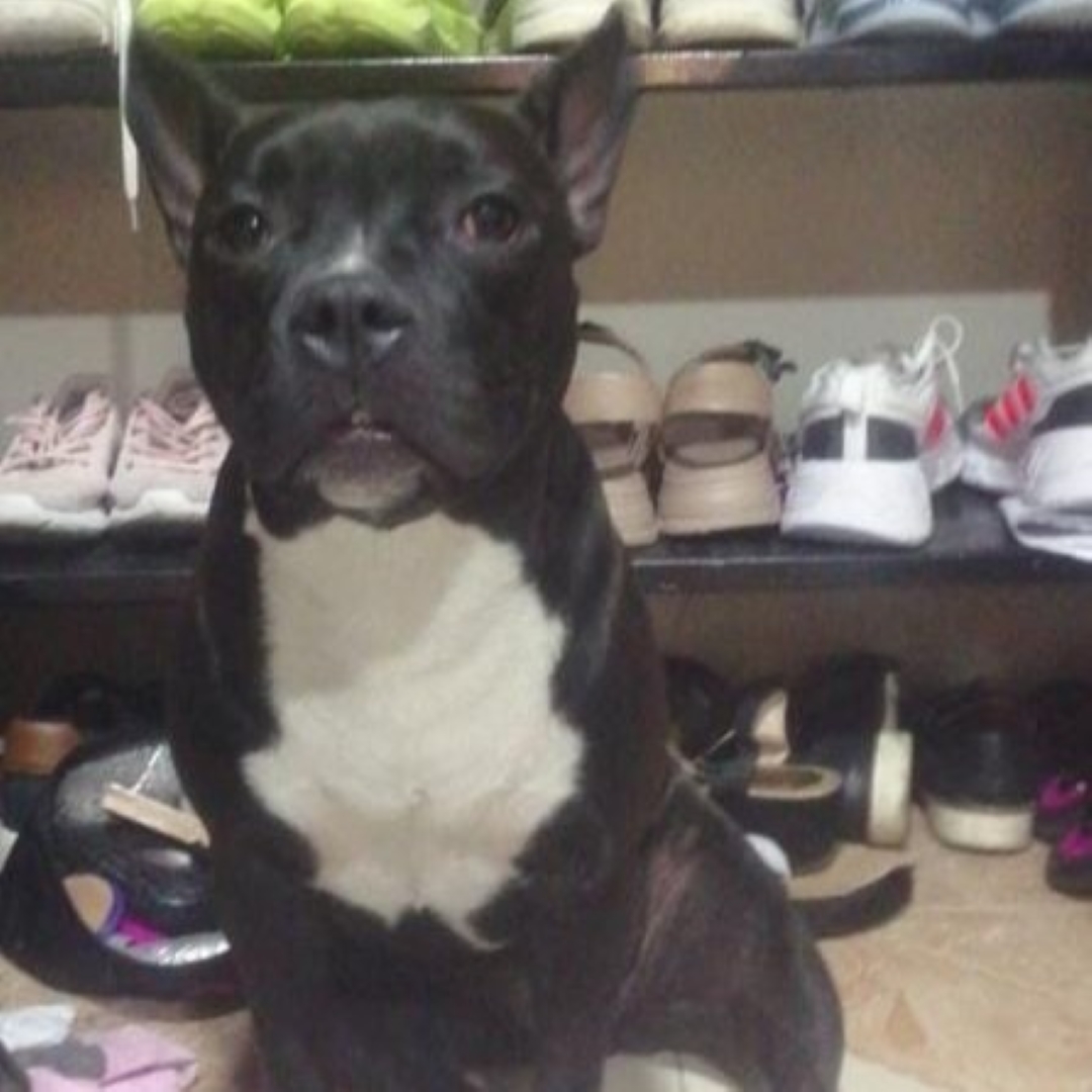 Perro NN