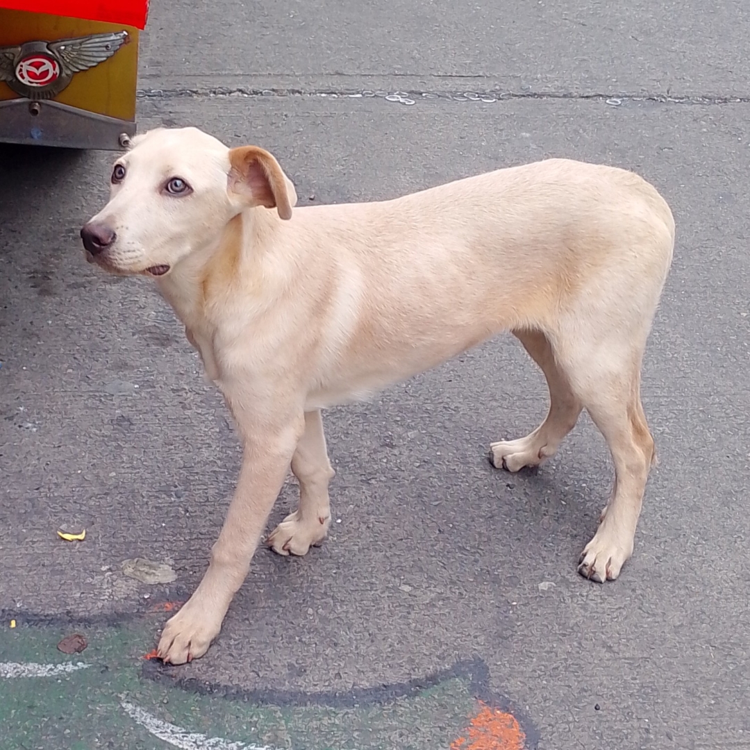 Perro NN