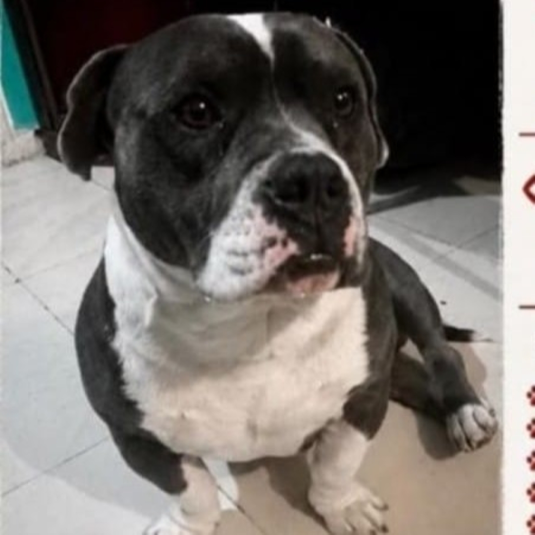 Perro Perrito