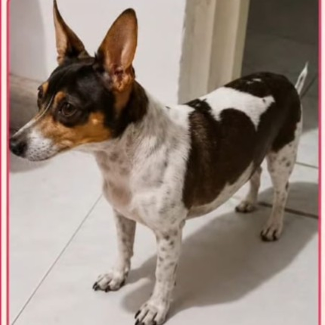 Perro Princesa