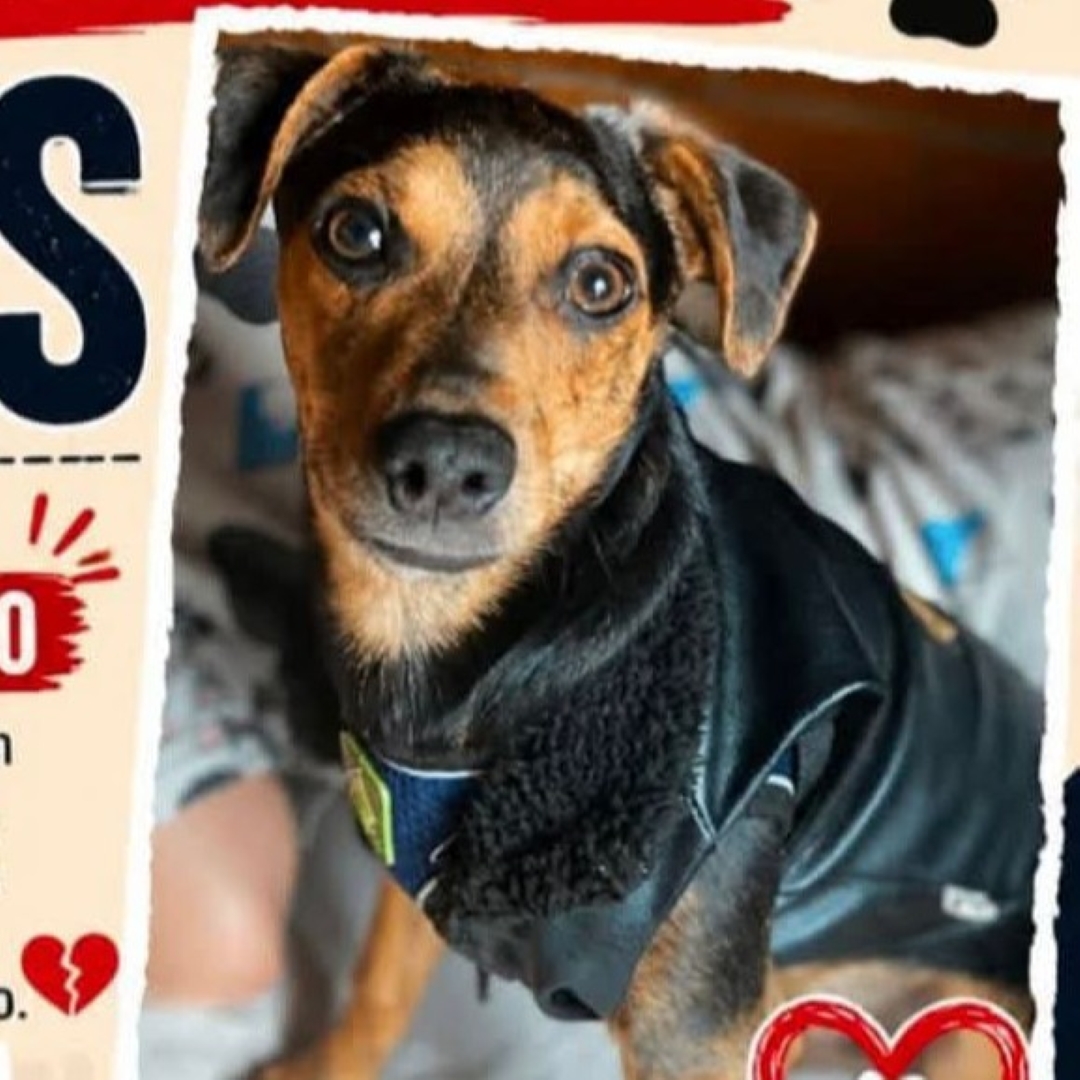 Perro Zeus