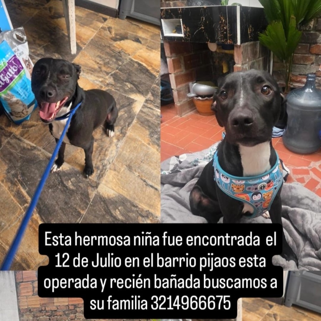 Perro nn