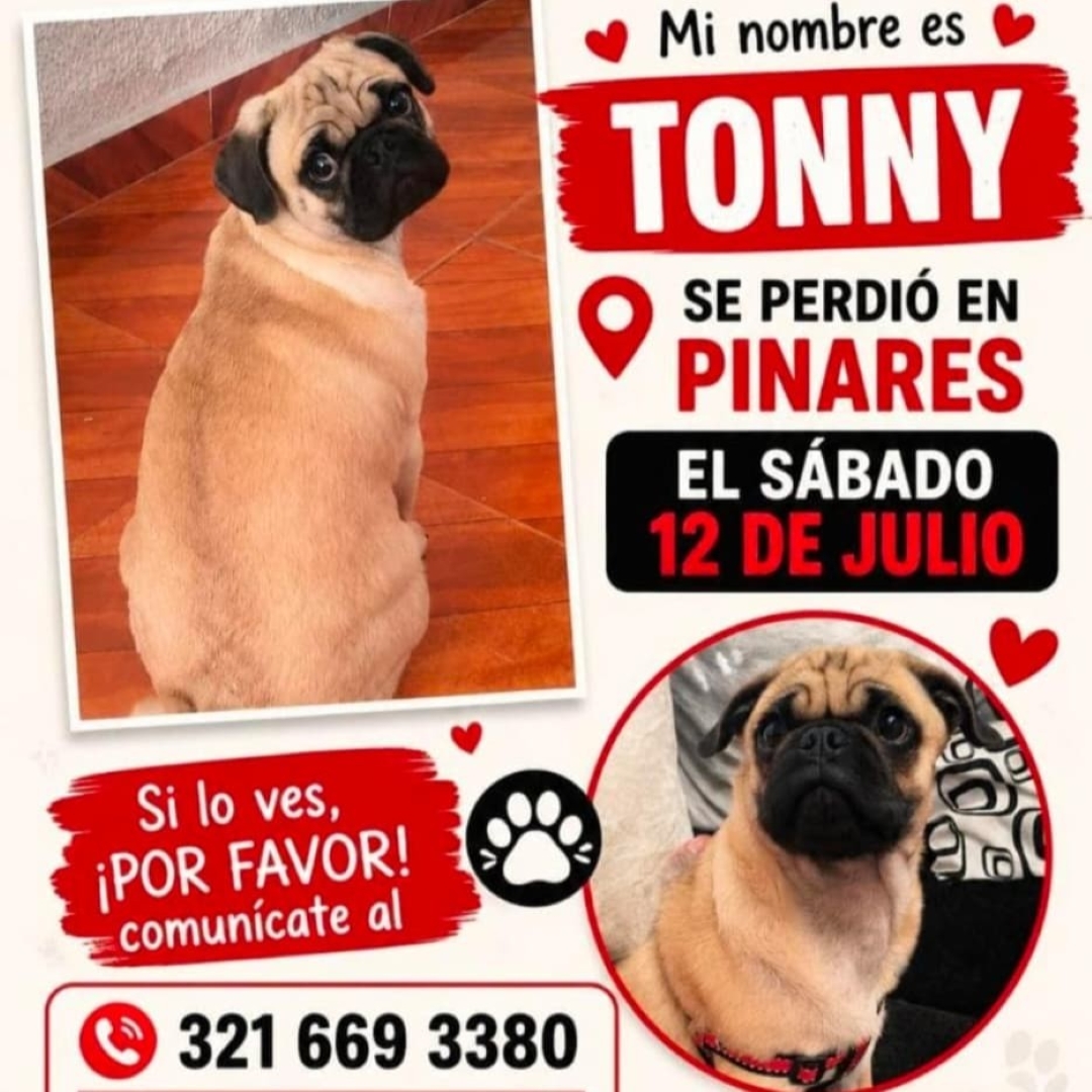 Perro Tonny