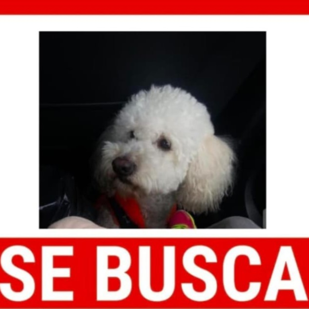 Perro Yunquin