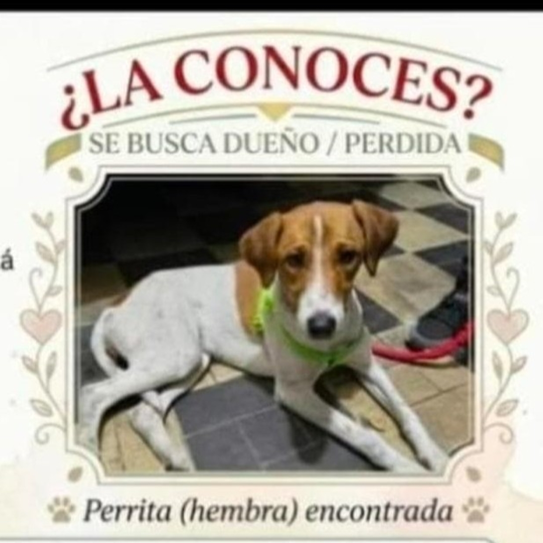 Perro NN