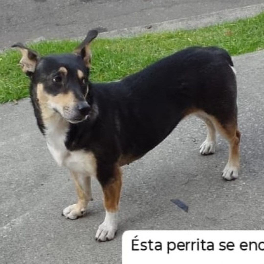 Perro NN