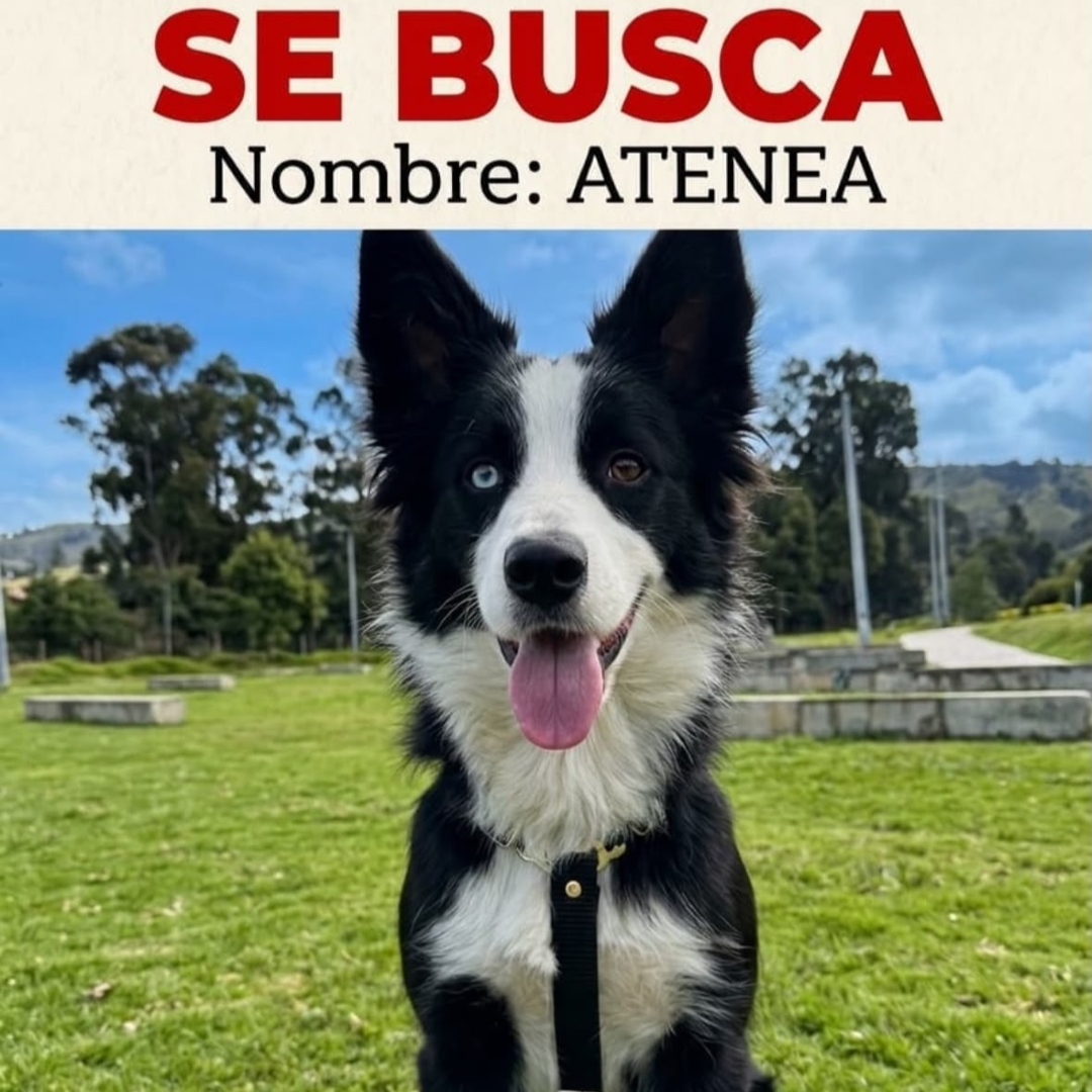 Athenea
