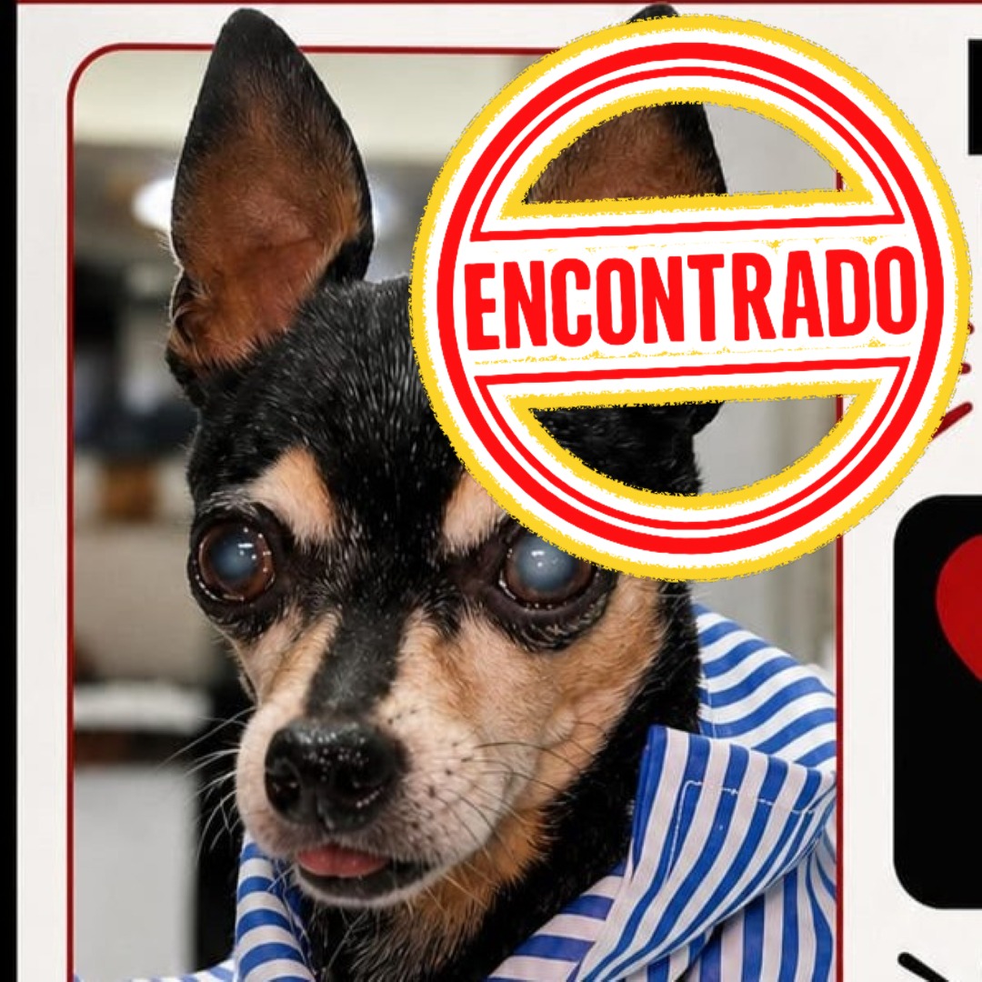 Pinscher