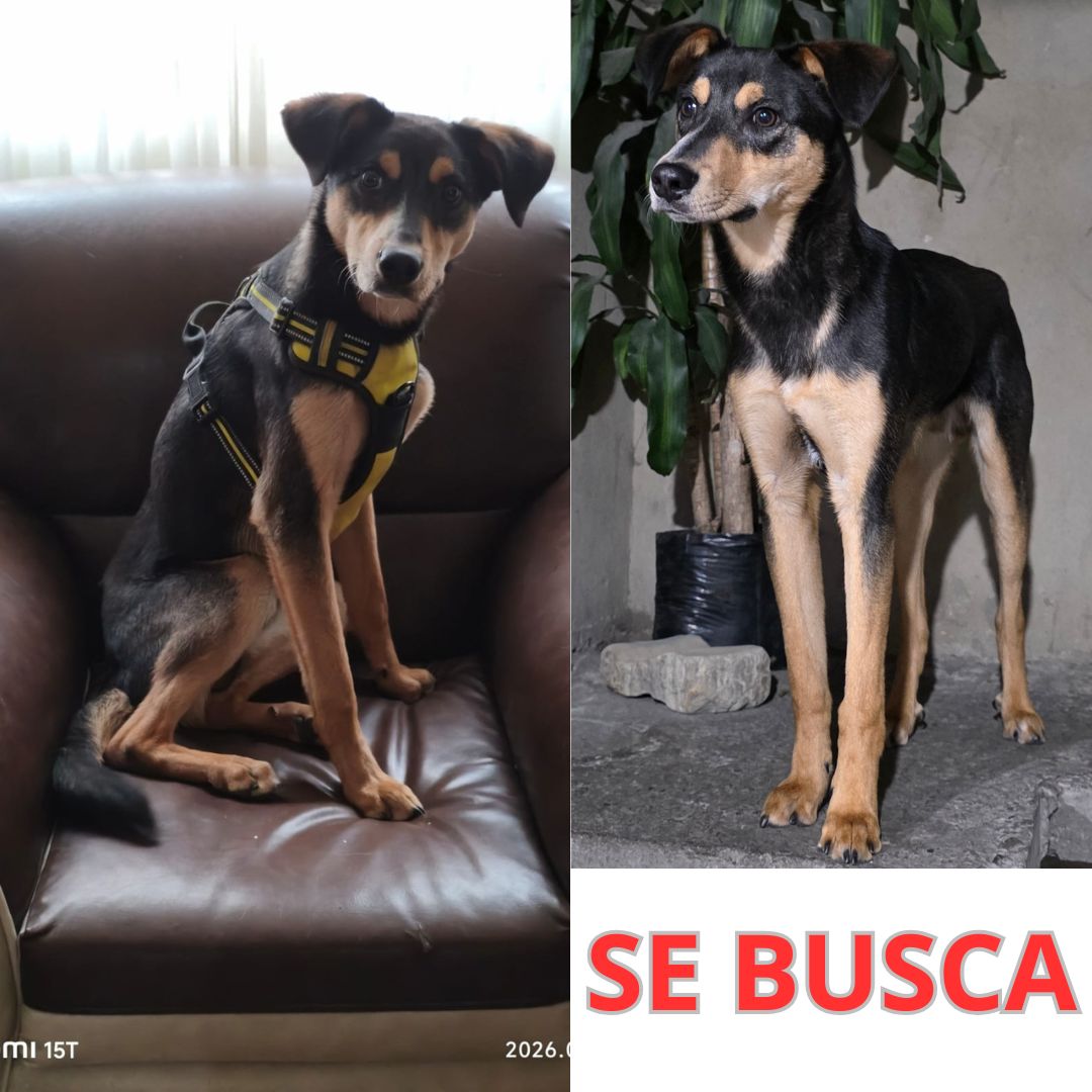 Oso