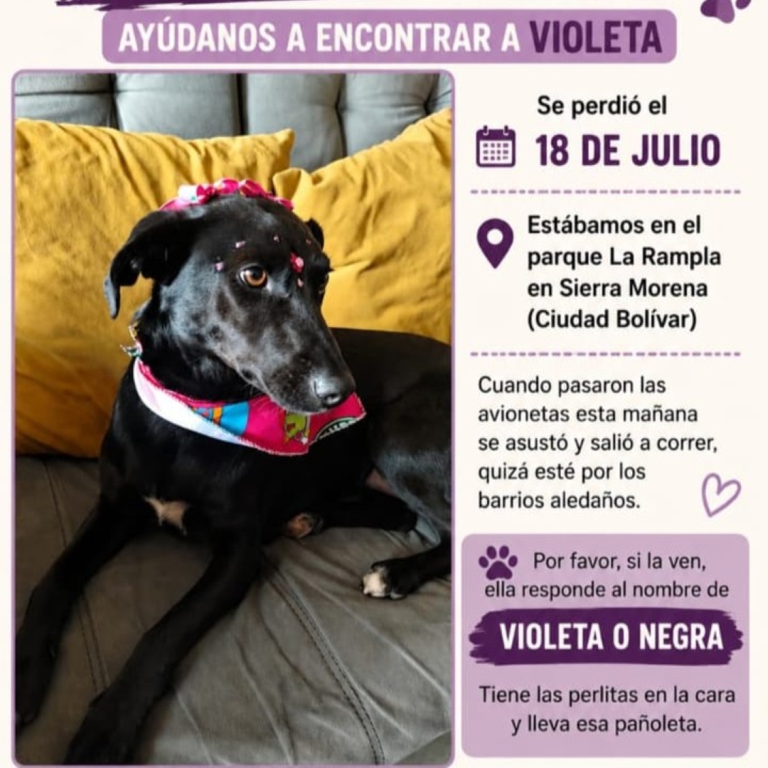 Violeta
