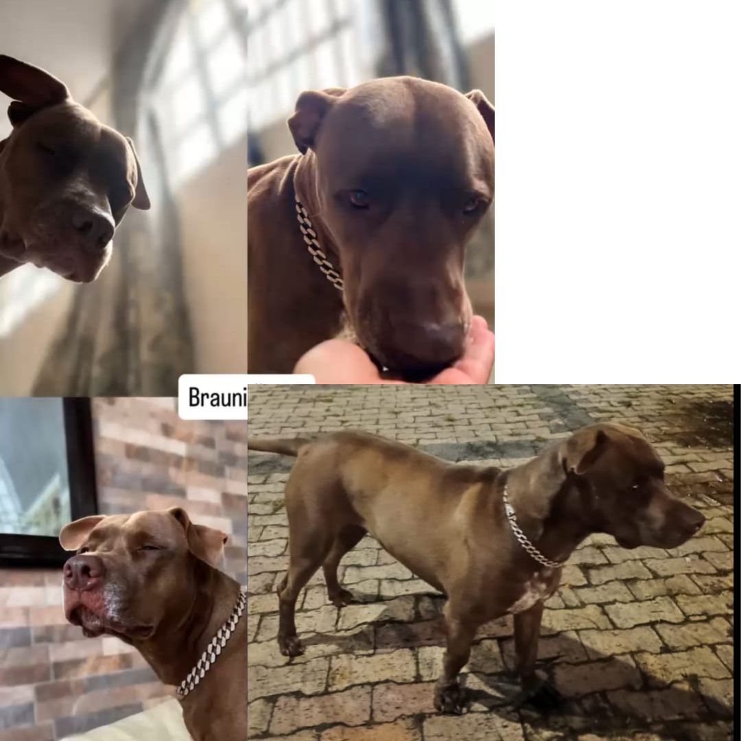 Brownie