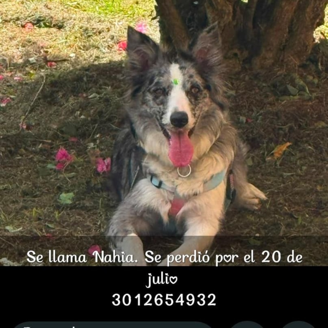 Perro Nahia