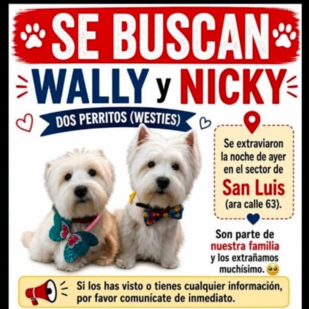 Perros Westies